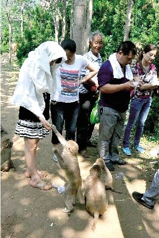 鄭州一景區(qū)猴子傷游客、毀麥田 讓人很頭疼