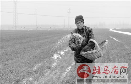 老君廟鎮(zhèn)抓住有利時機為麥田施肥