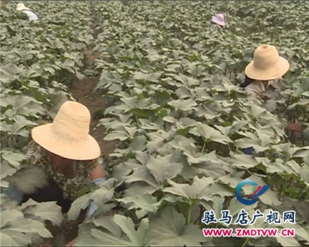 特稀蔬菜黃秋葵在汝南首次種植