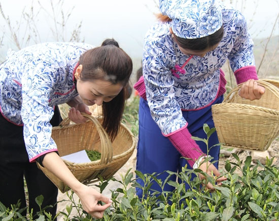 駐馬店：發(fā)揮資源優(yōu)勢 培植茶產(chǎn)業(yè)發(fā)展