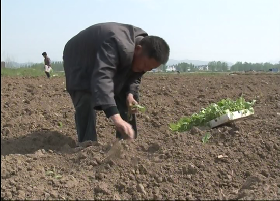 確山：煙葉大田移栽掀高潮