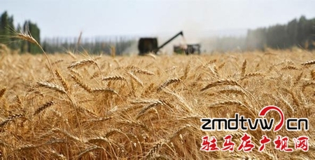 今年全市夏糧總產(chǎn)量達418.99萬噸