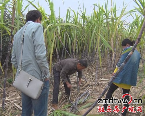  汝南縣：“甜蜜”經(jīng)濟(jì)勢(shì)頭強(qiáng)  農(nóng)民增收干勁足