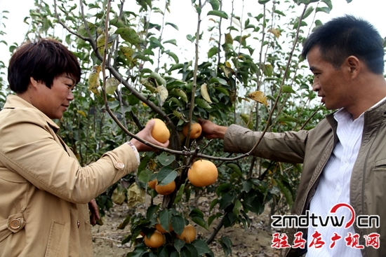  梨果飄香迎客來(lái)