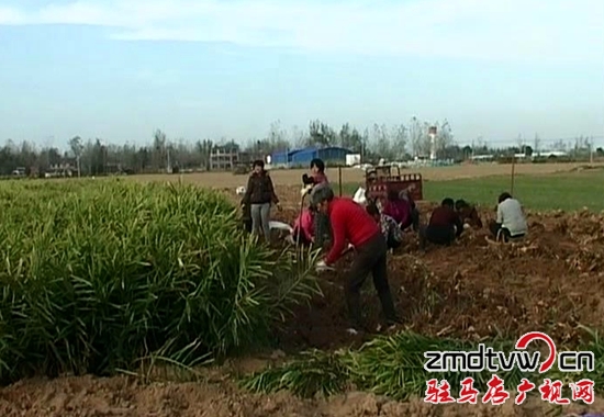 上蔡邵店9千畝生姜喜獲豐收