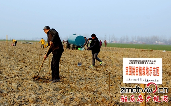 正陽冬季栽植果樹熱