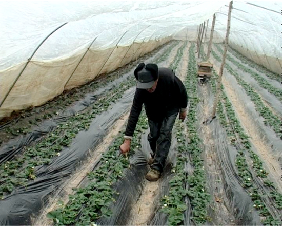 泌陽縣積極推廣溫室大棚種植技術(shù) 促農(nóng)增收