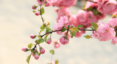 今年桃花至少漲價三成 花農(nóng)為何還提心吊膽?