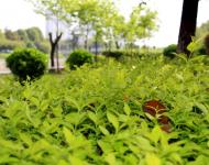 一場持續(xù)降雨后呈現(xiàn)在每個市民眼中的都是綠意和花的世界。