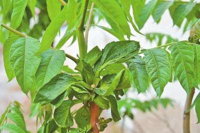 椿樹(shù)上長(zhǎng)出青菜葉