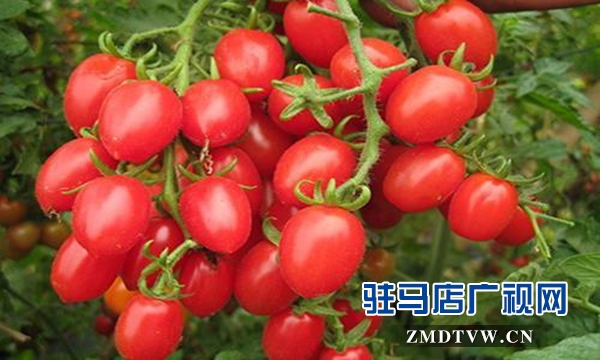 轉基因蔬果