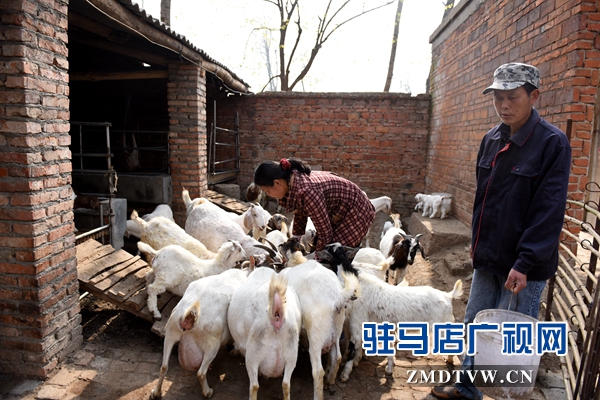 劉小麗夫妻倆除了在親友的幫助下力能所及地種好田地，2013年還發(fā)展起了養(yǎng)羊。目前已經(jīng)發(fā)展了40多只。.jpg