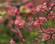 杜鵑花又名映山紅，被譽為“花中西施”