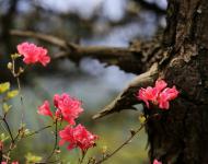 杜鵑花又名映山紅，被譽為“花中西施”