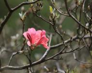 杜鵑花又名映山紅，被譽為“花中西施”