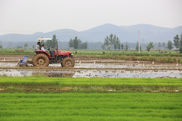 留莊鎮(zhèn)稻農(nóng)：推廣應(yīng)用機(jī)械插秧和拋秧新技術(shù)