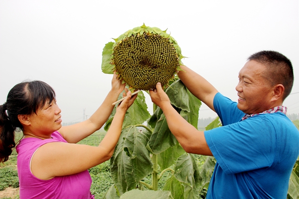 駐馬店農(nóng)民：種植向日葵拓寬增收路