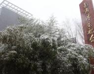 路邊的樹木，不一會(huì)就堆滿了雪花。這個(gè)冬天的雪景，哪能少了它們的點(diǎn)綴？