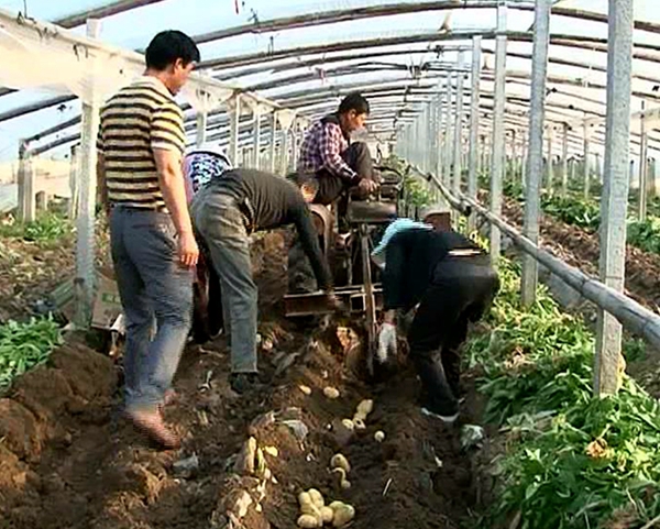 上蔡縣蔬菜種植助力精準(zhǔn)脫貧