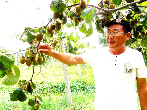 汝南縣古塔街道“扶貧果”長勢喜人