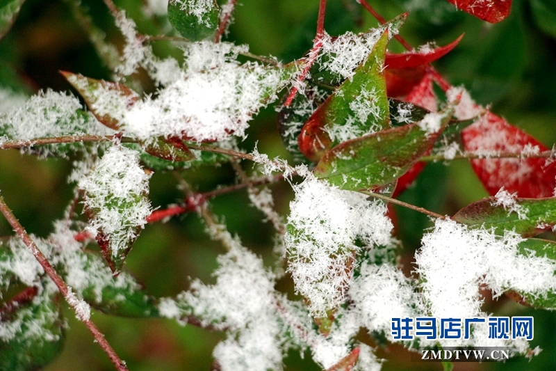 雪后的黃淮學(xué)院小景