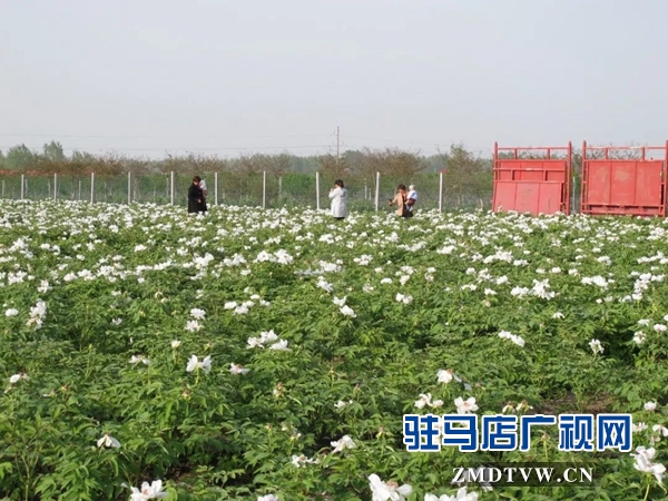 01“最美基層干部”巧念“致富經(jīng)”，帶出一個(gè)省級生態(tài)文明示范村 .jpg