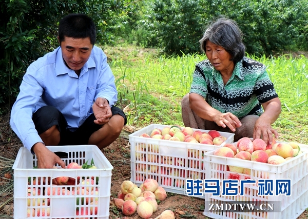 胡廟萬(wàn)畝桃園桃子大豐收卻遇滯銷難題