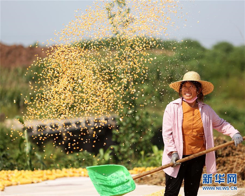 山東省臨沂市郯城縣郯城街道新屯村村民揚(yáng)曬收獲的玉米（9月23日攝）。 新華社發(fā)（張春雷 攝）