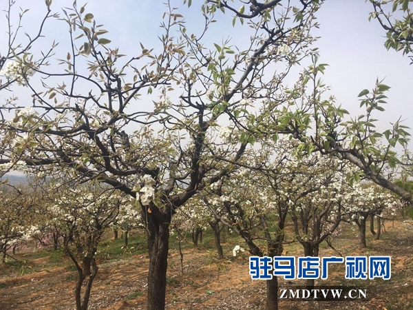 泌陽(yáng)縣大小果園彌漫花香梨花桃花競(jìng)相開(kāi)放