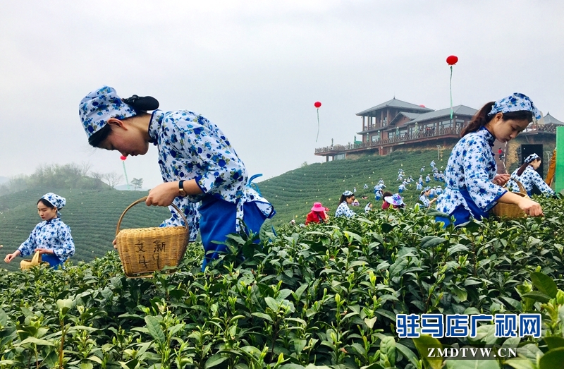 采茶女正在采摘茶葉