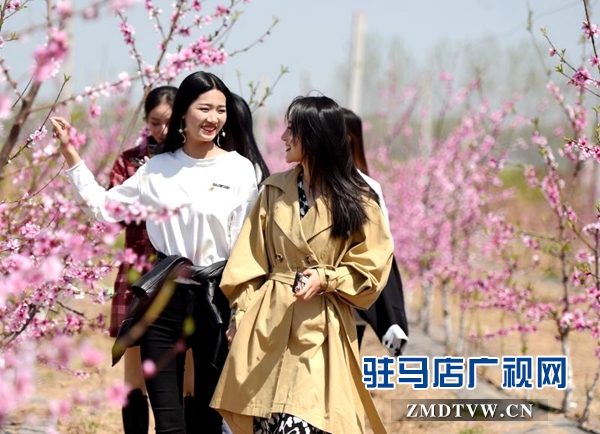 新蔡縣以桃花、番茄、稻香為載體 打造特色農(nóng)產(chǎn)品產(chǎn)業(yè)