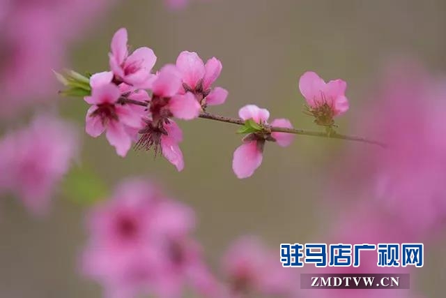 上蔡?hào)|洪：昔日荒涼河畔 今日桃梨爭(zhēng)艷