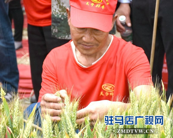 正陽千余農(nóng)民麥田選秀