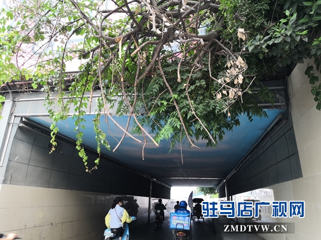 駐馬店市區(qū)中華路地下通道下垂樹(shù)枝有隱患