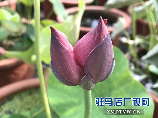 汝南縣“沉睡千年”的古蓮開了花