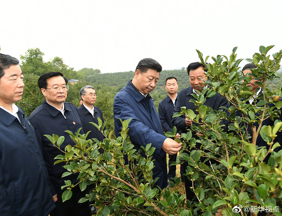 習(xí)近平在光山縣深入油茶園和農(nóng)村考察調(diào)研