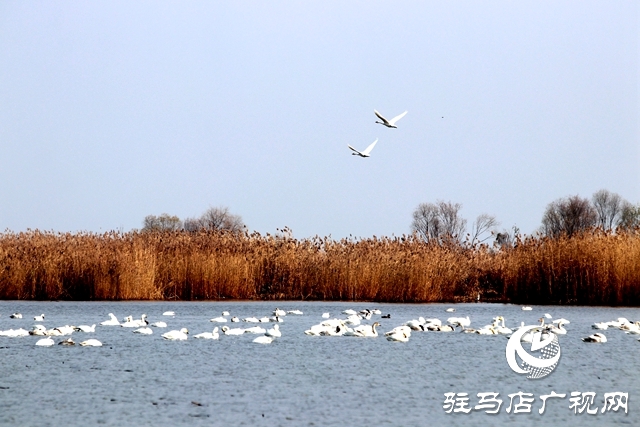 美呆啦！數(shù)千只天鵝到宿鴨湖過冬