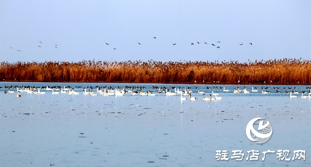 美呆啦！數(shù)千只天鵝到宿鴨湖過冬