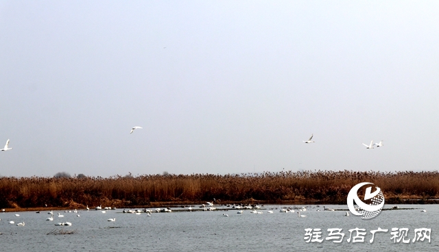 美呆啦！數(shù)千只天鵝到宿鴨湖過冬