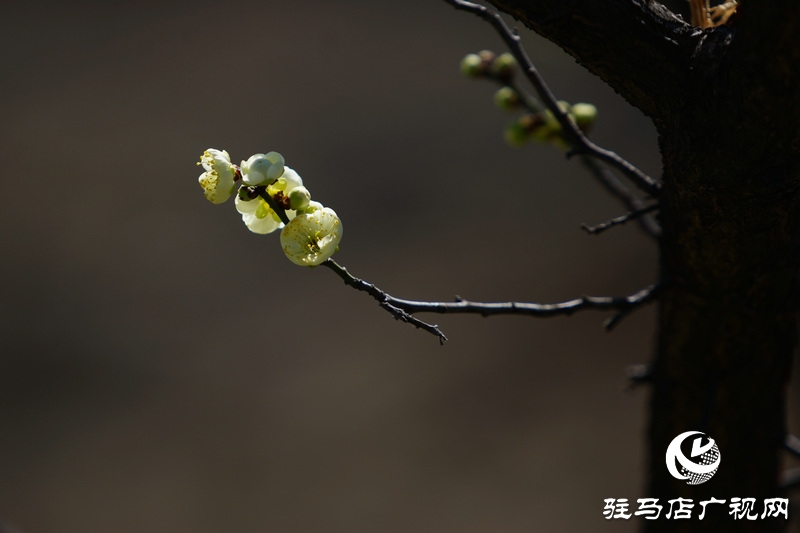 花的盛開，等待了一冬