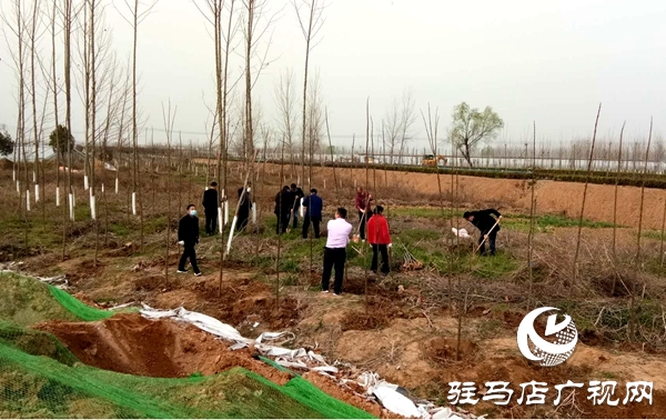 上蔡縣黃埠鎮(zhèn)70余名干部職工開展義務(wù)植樹活動(dòng)