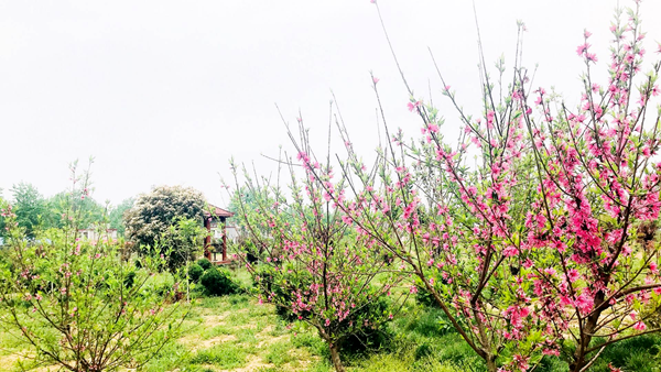 西平縣五溝營(yíng)鎮(zhèn)：人居環(huán)境整治再發(fā)力 鎮(zhèn)村“顏值”再提升