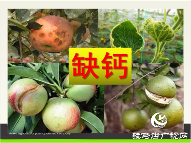 “好鈣肥、北沃造”——北沃農(nóng)業(yè)打造“鈣肥航母”
