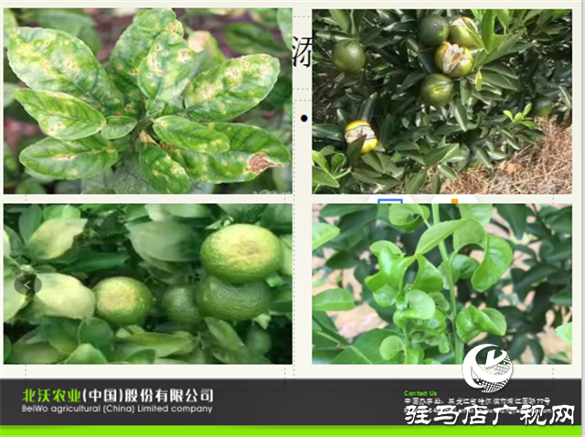 “好鈣肥、北沃造”——北沃農(nóng)業(yè)打造“鈣肥航母”