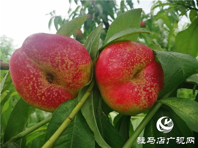 “好鈣肥，北沃造”——北沃農(nóng)業(yè)全國(guó)系列回訪第二站