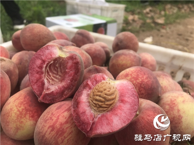 千畝紫英桃結出致富新希望