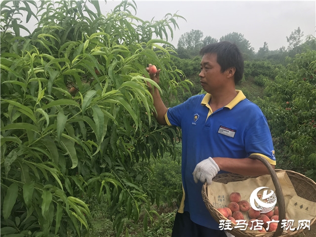 千畝紫英桃結出致富新希望
