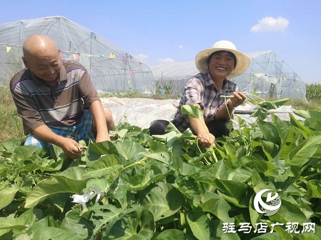 驛城區(qū)朱古洞鄉(xiāng)：瞄準(zhǔn)“餐桌”經(jīng)濟 帶民脫貧奔小康