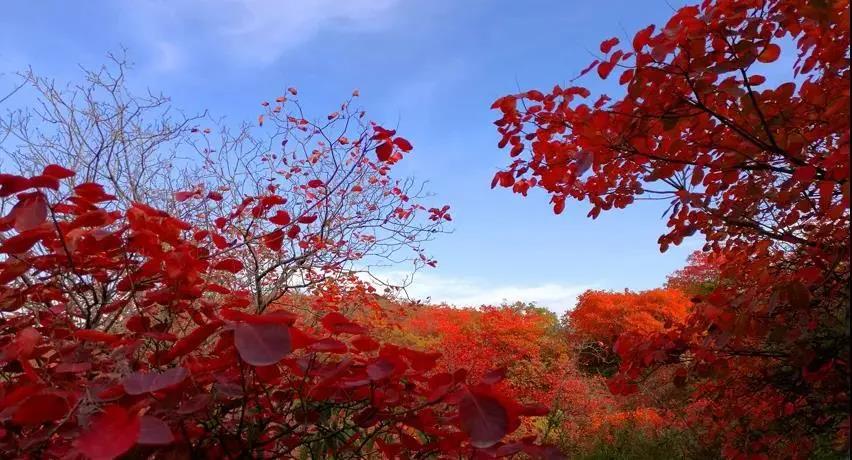 又是一年紅葉季，期待在這里遇見最美的你