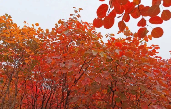 又是一年紅葉季，期待在這里遇見最美的你